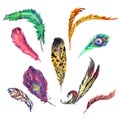 Different shapes and colors feathers collection