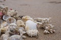 Different shells on sandy beach in summer. Concept of good vacation