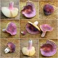 Russula olivacea mushroom