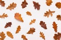 Different size acorn brown leaves falling over white background Royalty Free Stock Photo