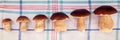 Different size of Boletus edulis on kitchen towel in a row, delicious gourmet porcini mushrooms Royalty Free Stock Photo