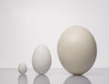 Different sized eggs Royalty Free Stock Photo