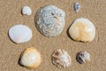 Various seashells on the sand of a beach