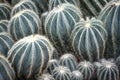 Different Sized Succulents, Cactus with Pricklies