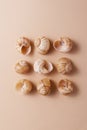 Different snail shells on a beige background, minimalism concept, monochrome palette Royalty Free Stock Photo