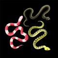 Different snakes isolated on the black background. Vector.