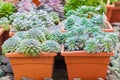 Different sort of succulents on broun plastic pots standing on stones used for decoration