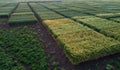 Different sorts of cereals on test plots