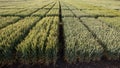 Different sorts of cereals on test plots