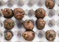 Different sorts of potato with sprouts for spring planting on the old egg carton. Royalty Free Stock Photo