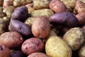 different sorts of potato Royalty Free Stock Photo