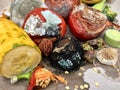 Different sorts of rotten fruits and vegetables on gray paper i Royalty Free Stock Photo