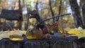 Different sparkling vintage yellow and orange Baltic amber earrings held by a dinosaur.