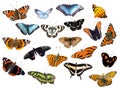 Different species of butterflies isolated on white background Royalty Free Stock Photo