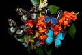 different species of butterflies sharing a flower Royalty Free Stock Photo