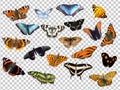 Different species of butterflies Transparent on white background Royalty Free Stock Photo