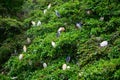 Different species of egret birds preen their feathers in the treetops.