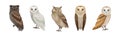 Different Species of Owl as Nocturnal Bird of Prey with Hawk-like Beak and Forward-facing Eyes Vector Set