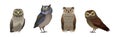 Different Species of Owl as Nocturnal Bird of Prey with Hawk-like Beak and Forward-facing Eyes Vector Set