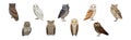 Different Species of Owl as Nocturnal Bird of Prey with Hawk-like Beak and Forward-facing Eyes Vector Set