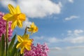 Different spring flowers in front of blue sky