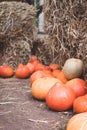 Different squashes and pumpkins on the ground with the hay stacks, selective focus Royalty Free Stock Photo