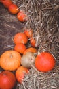 Different squashes and pumpkins on the ground with the hay stacks, selective focus Royalty Free Stock Photo