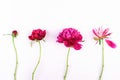 Different stages of blooming peony flower against white background Royalty Free Stock Photo