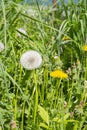 Different stages of flowering and ripening of dandelion seeds in one photo frame. Yellow flower, white air seeds and ripe Royalty Free Stock Photo