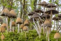 Different stages of the glistening inky cap Coprinus micaceus among the moss in the Prielenbos park in Zoetermeer