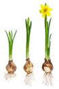 Different growth stages of a narcissus Royalty Free Stock Photo