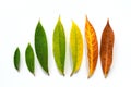 Different stages of life - Birth to death. Concept of growth leaf Royalty Free Stock Photo