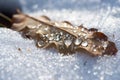 Different stages of life. Frozen oak leaf on ice background. Time step of changes in young leaves. Concept of death in Royalty Free Stock Photo