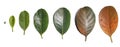 Different stages of life of a jack fruit leaf Royalty Free Stock Photo