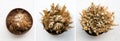 Different stages of Rose of Jericho, Selaginella lepidophylla also called Resurrection Plant.
