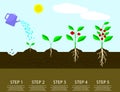 Different steps of growing plants. Planting tree process infographic.