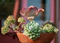 Succulent plants in a pot made of clay used as decoration in a winter garden