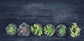 Different succulents Royalty Free Stock Photo