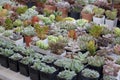 Different succulents and cactus in black pots