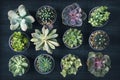 Different succulents