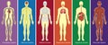 Different Systems Of Human Body Diagram