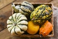 Different Thanksgiving Mini Pumpkins on a rustic wooden table. Thanksgiving concept. Autumn, Harvest wicker basket. Royalty Free Stock Photo