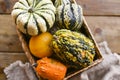 Different Thanksgiving Mini Pumpkins on a rustic wooden table. Thanksgiving concept. Autumn, Harvest wicker basket. Royalty Free Stock Photo