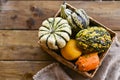 Different Thanksgiving Mini Pumpkins on a rustic wooden table. Thanksgiving concept. Autumn, Harvest wicker basket. Royalty Free Stock Photo