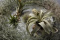 Different tillandsia plants on table, closeup. House decor Royalty Free Stock Photo