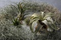 Different tillandsia plants on table, closeup. House decor Royalty Free Stock Photo