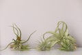 Different tillandsia plants on white table. House decor Royalty Free Stock Photo