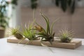 Different tillandsia plants on white table. House decor