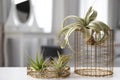 Different tillandsia plants on white table. House decor Royalty Free Stock Photo