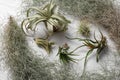 Different tillandsia plants on white wooden table, above view. House decor Royalty Free Stock Photo